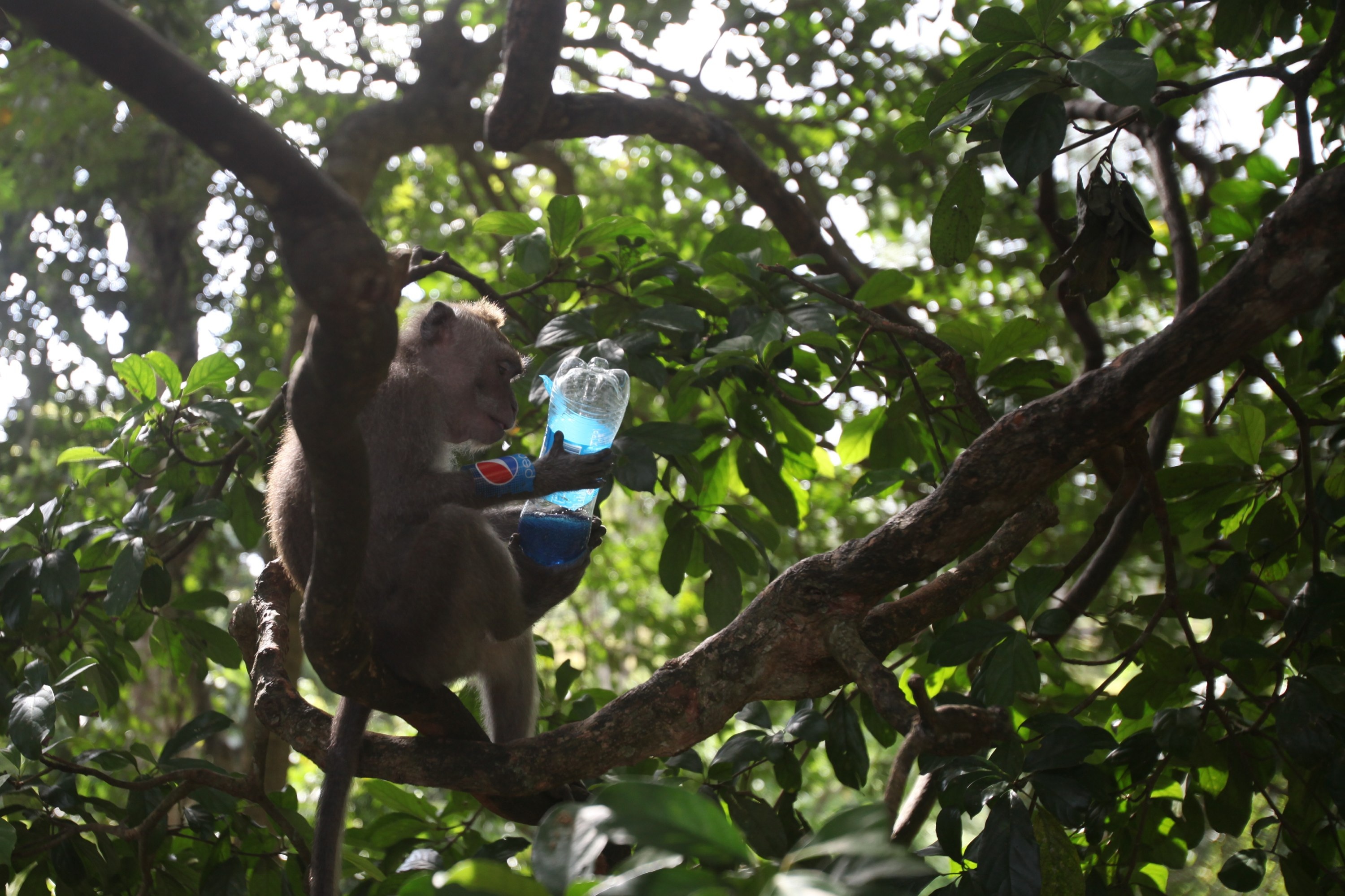 Фото древних статуй в городе обезьян где нет обезьян джунглей. Video r34 Monkey in Jungle with Laptop.